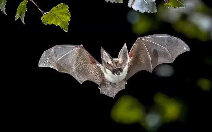 Bat Фото: Creative Nature / iStock 