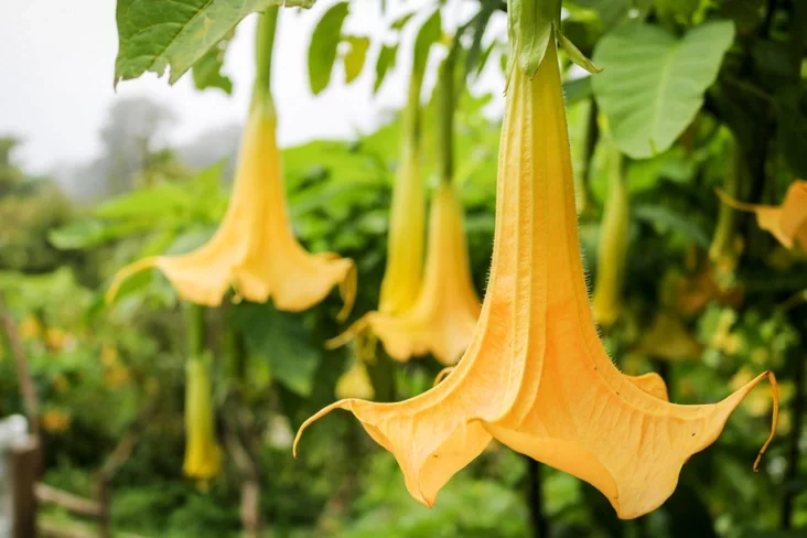 Brugmansia