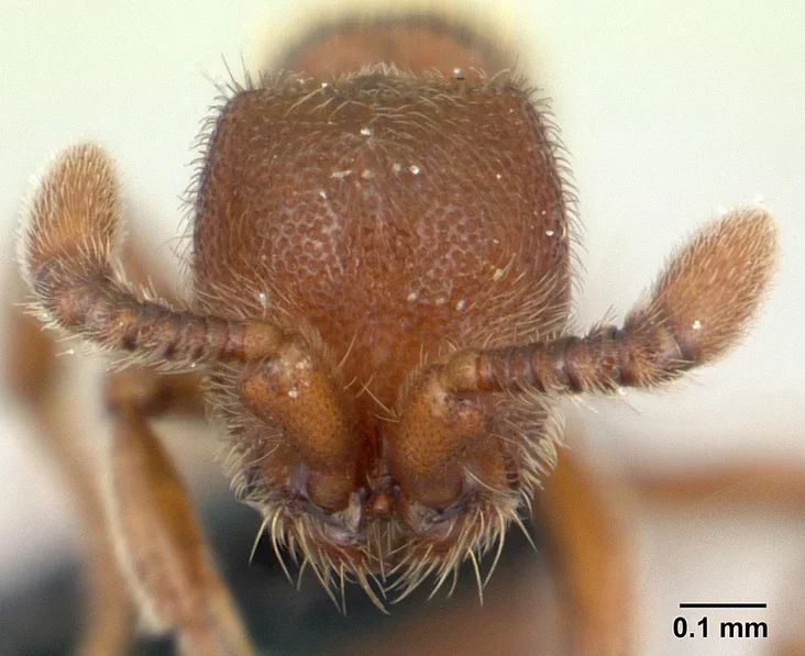 Hołova Cerapachys biroi hałava Cerapachys biroi Head of Cerapachys biroi