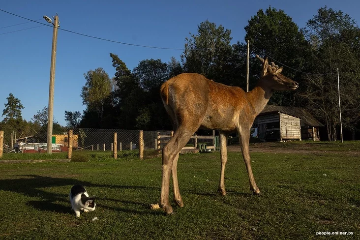 Алень Фёдар A deer Fyodor Олень Фёдор