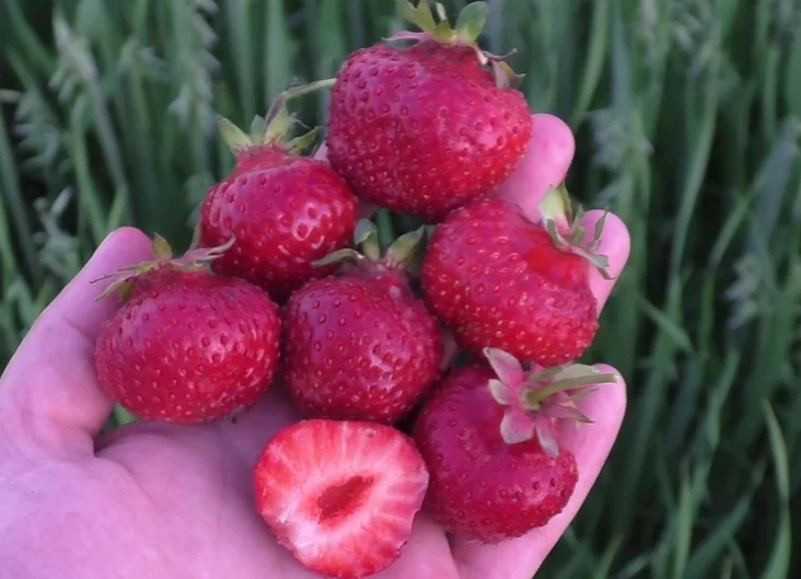 Сорт клубніц "Лорд" Strawberry variety "Lord" Сорт клубники «Лорд»