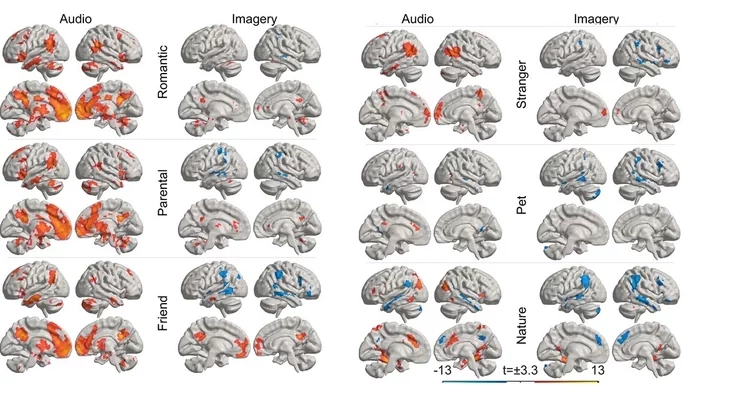 Different types of love activate different parts of the brain Разные виды любви активируют разные части мозга Розныя тыпы любові актывізуюць розныя часткі мозгу