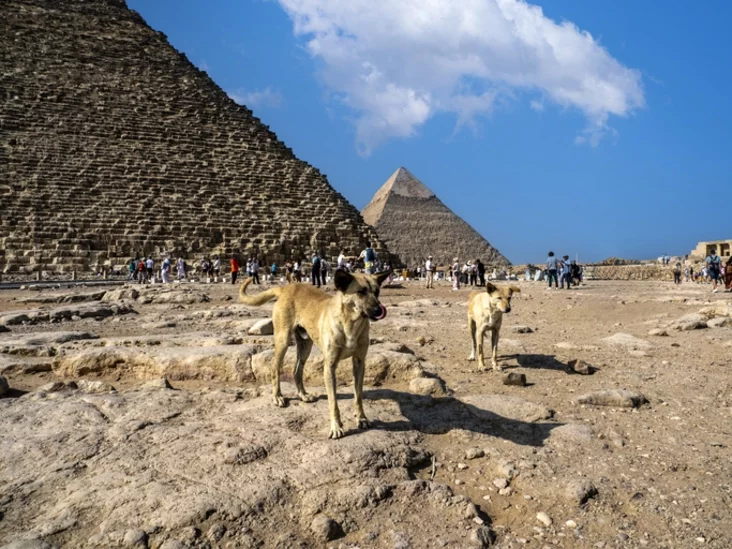 собаки у пирамид в Гизе сабакі ля пірамід у Гізе dogs near the pyramids of Giza 