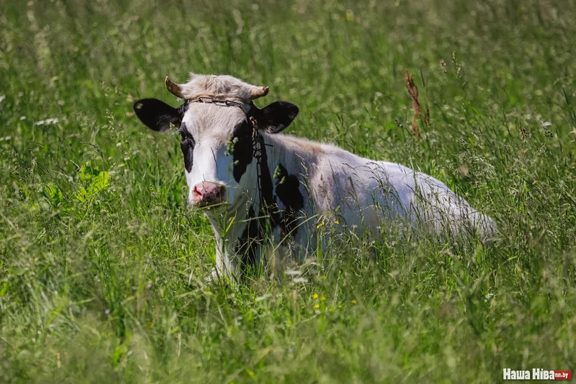 Карова Корова Cow