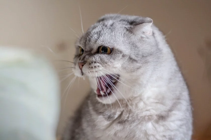 angry cat