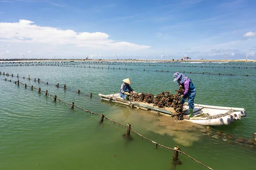 Oyster farming in Taiwan