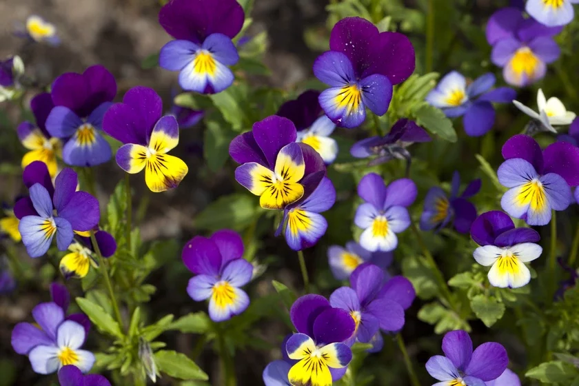 Viola arvensis Aniuciny hłazki Aniutiny hłazki