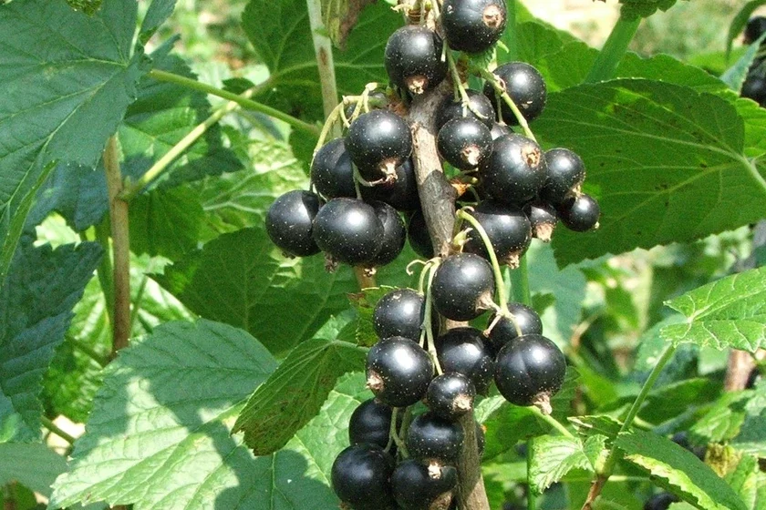 Чорныя парэчкі Чёрная смородина Ribes nigrum