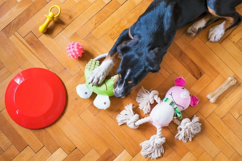 Dogs remember the names of their toys for several years Собаки помнят названия своих игрушек несколько лет Сабакі памятаюць назвы сваіх цацак на працягу некалькіх гадоў