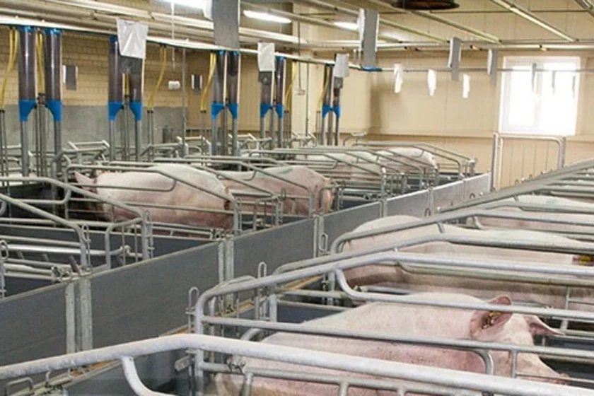 Свінагадоўля Свиноводство Pig farming